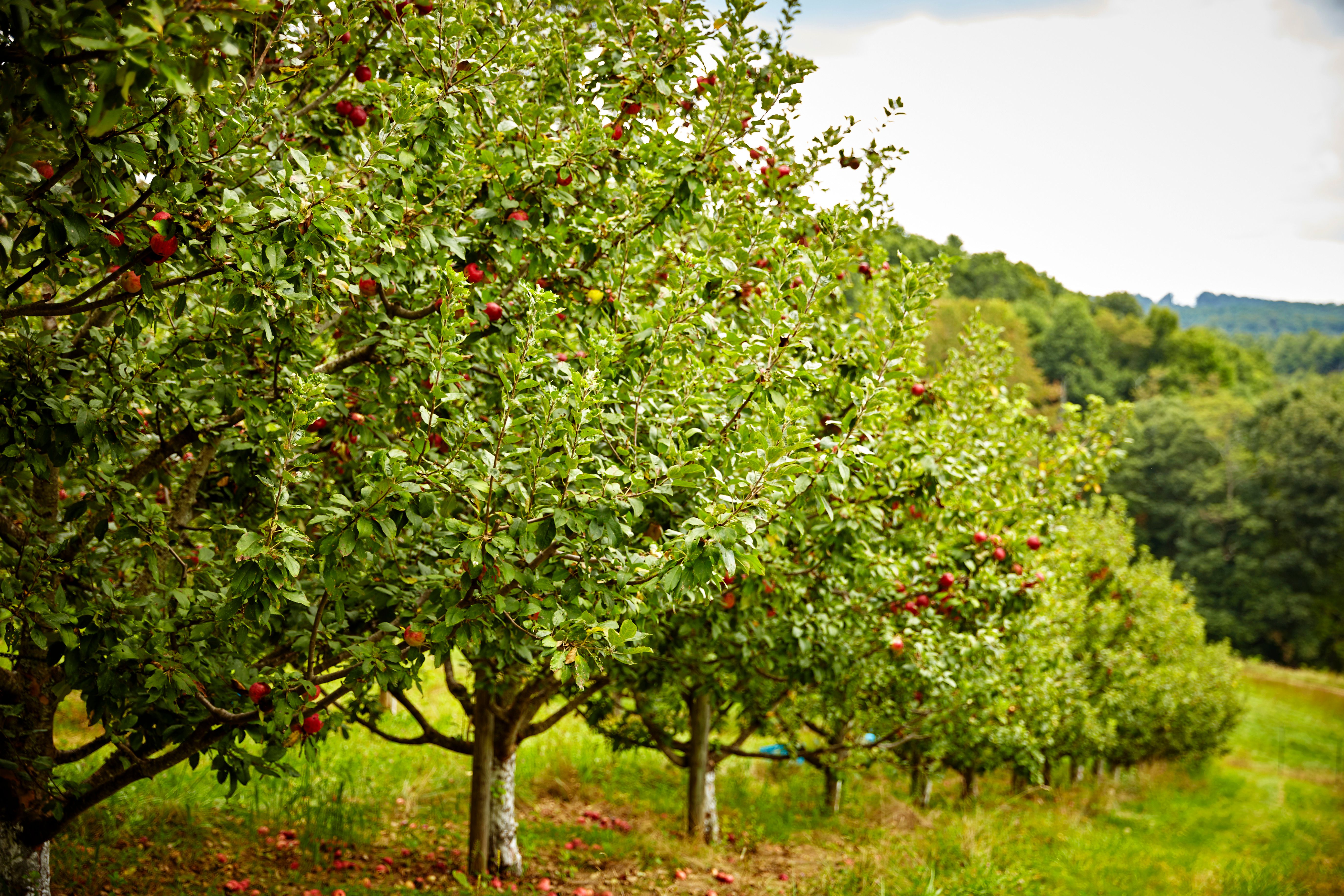 تنظیم تراکم درختان میوه