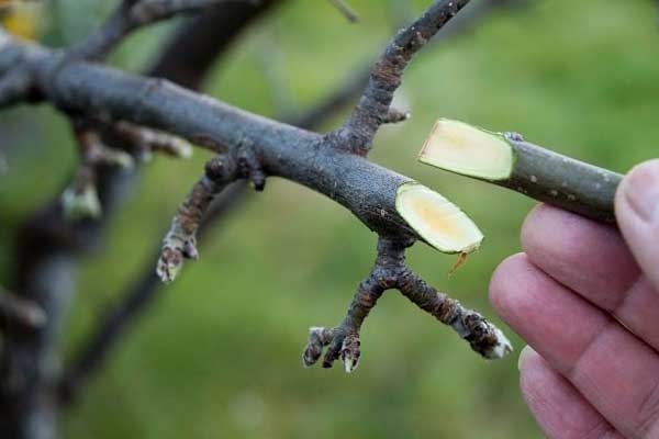 زمان بندی و شرایط مناسب برای پیوند درختان میوه در بهار