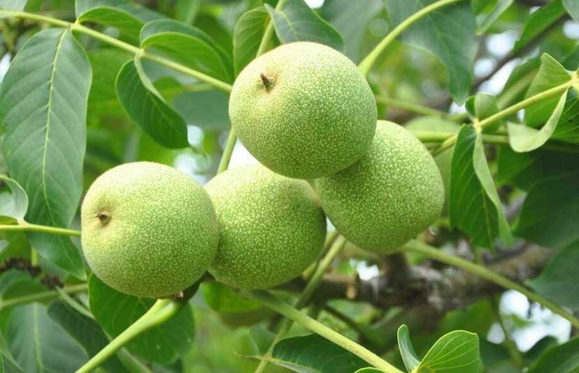 نهال گردو تویسرکان