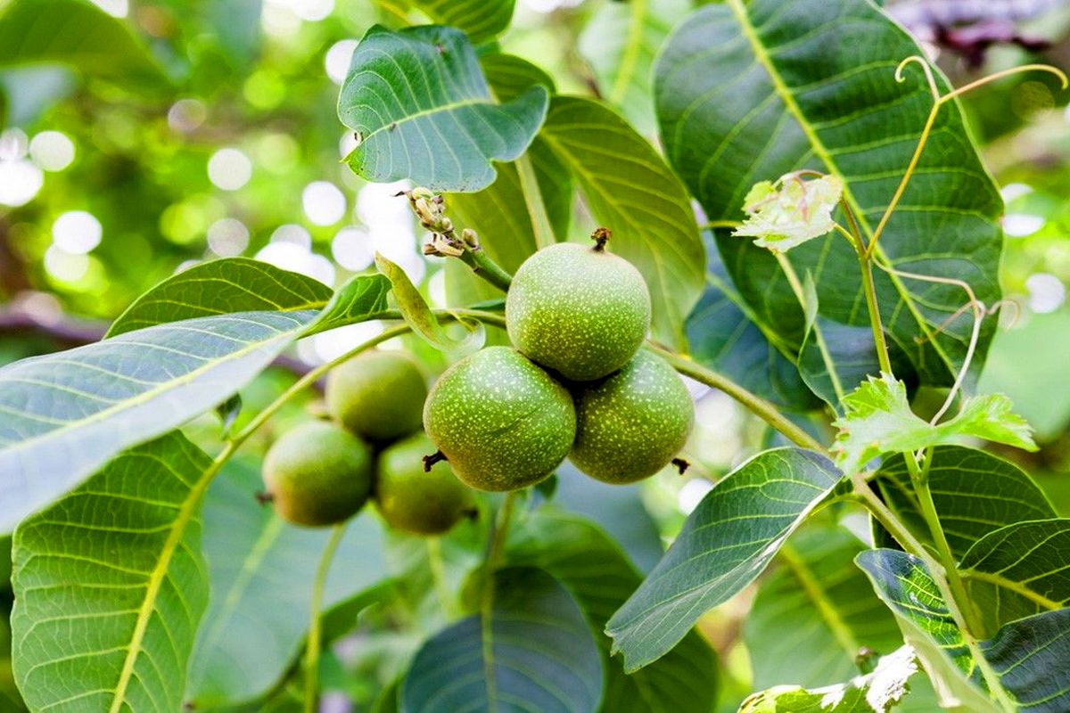 نهال گردو پدرو