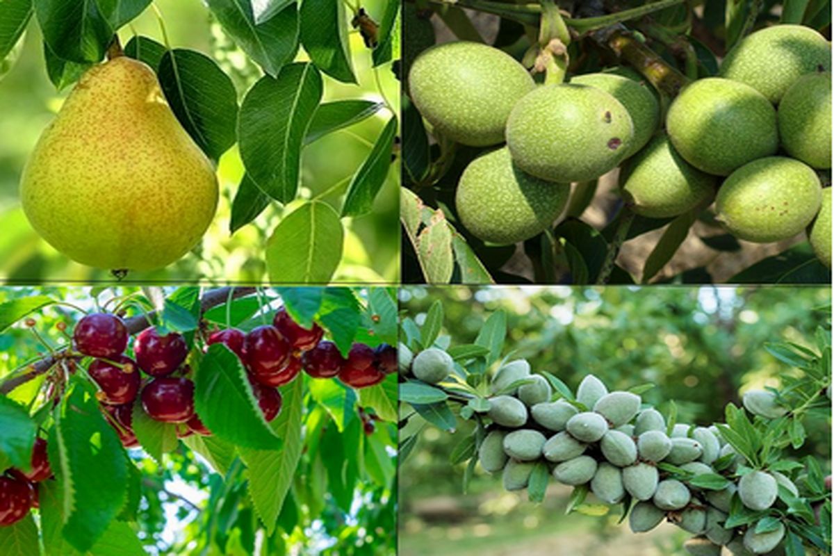 نهال های میوه ای