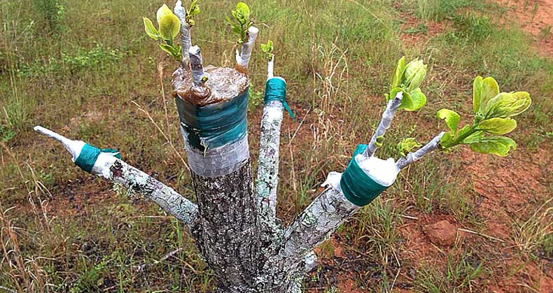 مراحل گام به گام پیوند درختان میوه در بهار