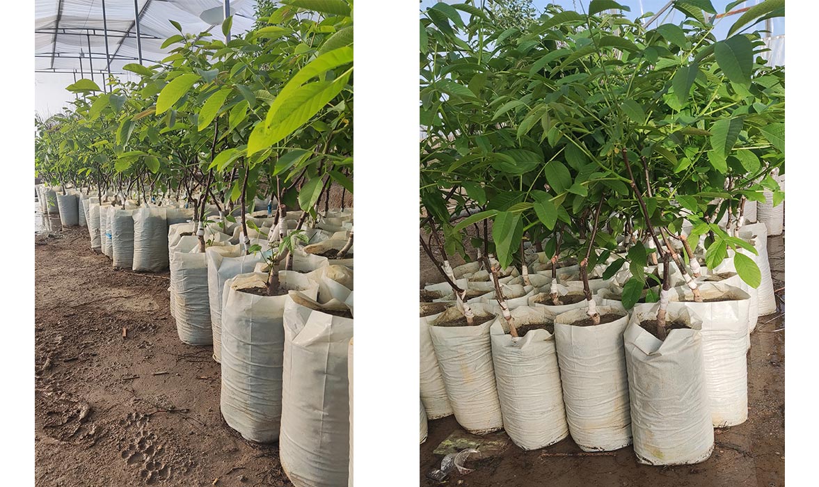 نهال گردوی پیوندی و بذری