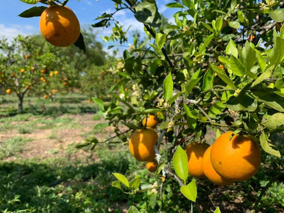 پرسودترین نهال‌ ها در مناطق معتدل و مرطوب