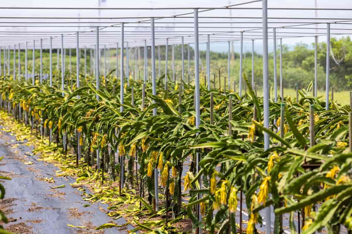 انواع هزینههای جاری نگهداری نهال میوه