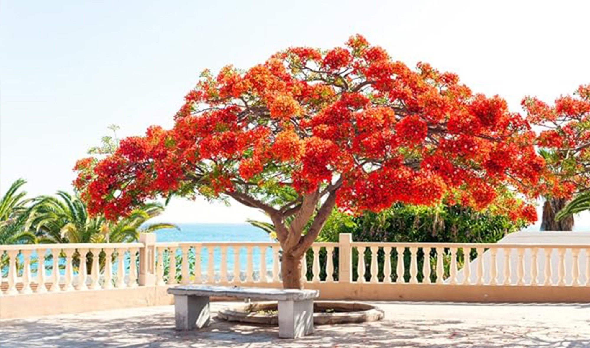 درختان زینتی