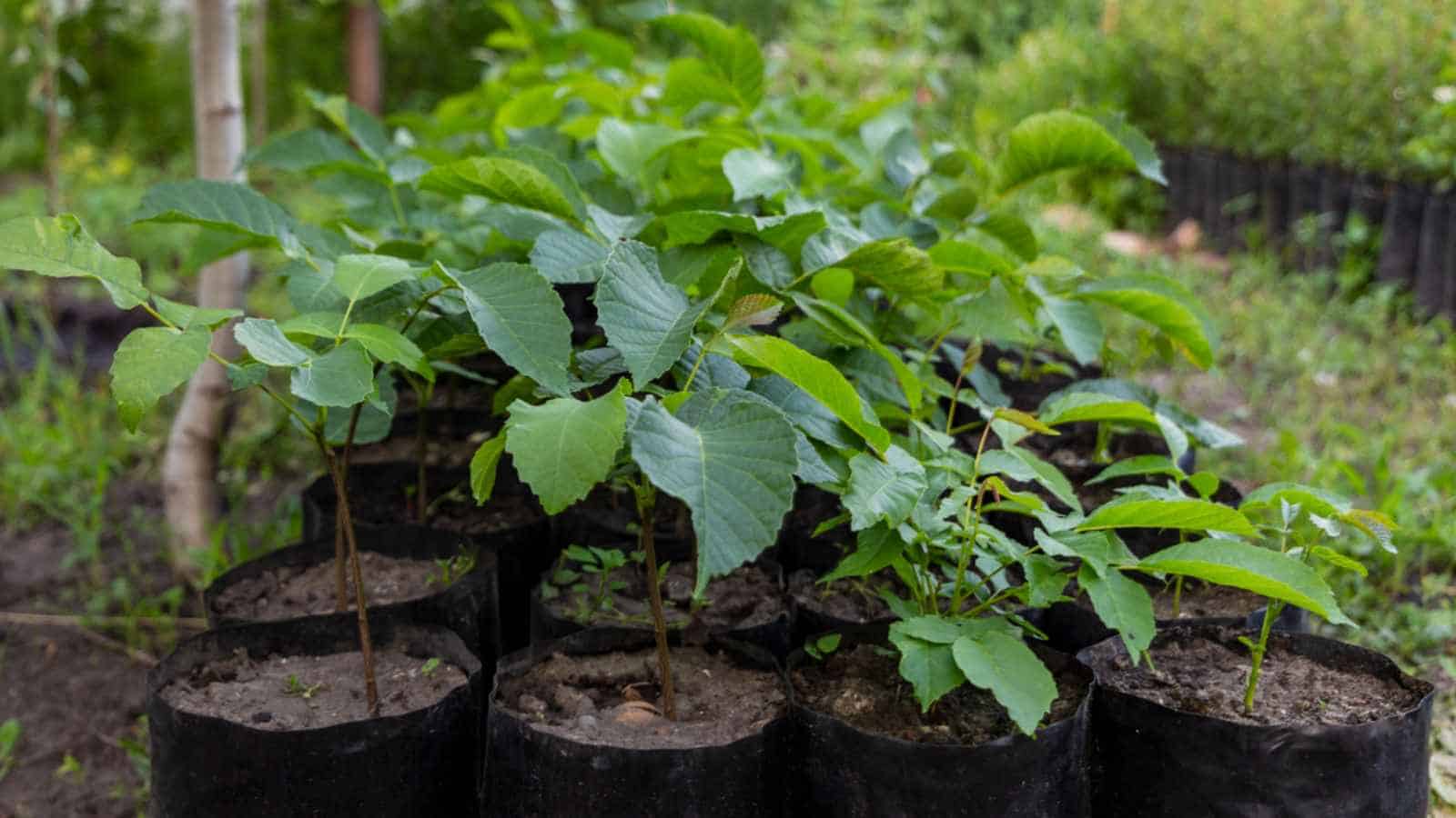 علت اول: نرسیدن نهال گردو به سن بلوغ