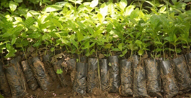 بررسی سلامت و کیفیت نهال خریداری ‌شده