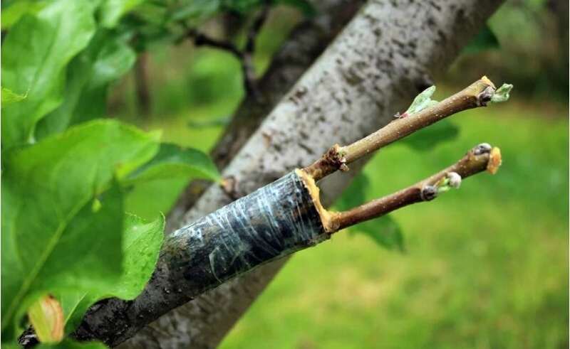 نکات و توصیه های حرفه ای برای پیوند درختان میوه در بهار