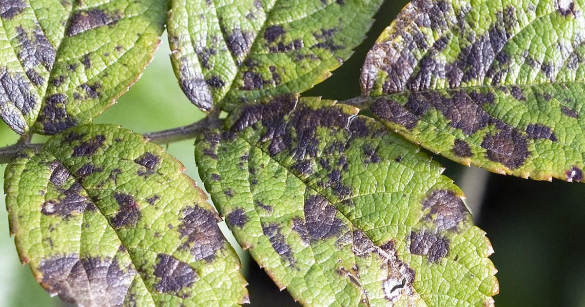 علائم و نشانه های عمومی بیماری ها در درختان میوه