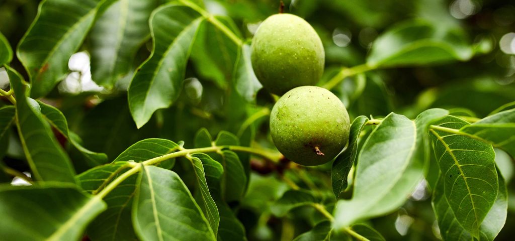 علت چهارم: آبیاری نامناسب