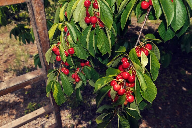 مقایسه و انتخاب نهال مناسب بر اساس منطقه جغرافیایی