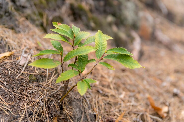 نکات کلیدی در انتخاب و خرید نهال گردو سالم و مقاوم به آفات