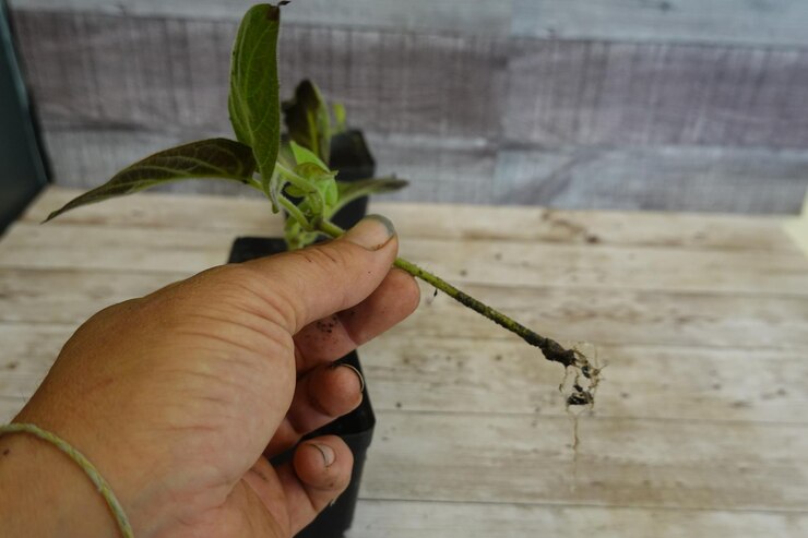 اصول و مبانی پیوند درختان میوه در بهار