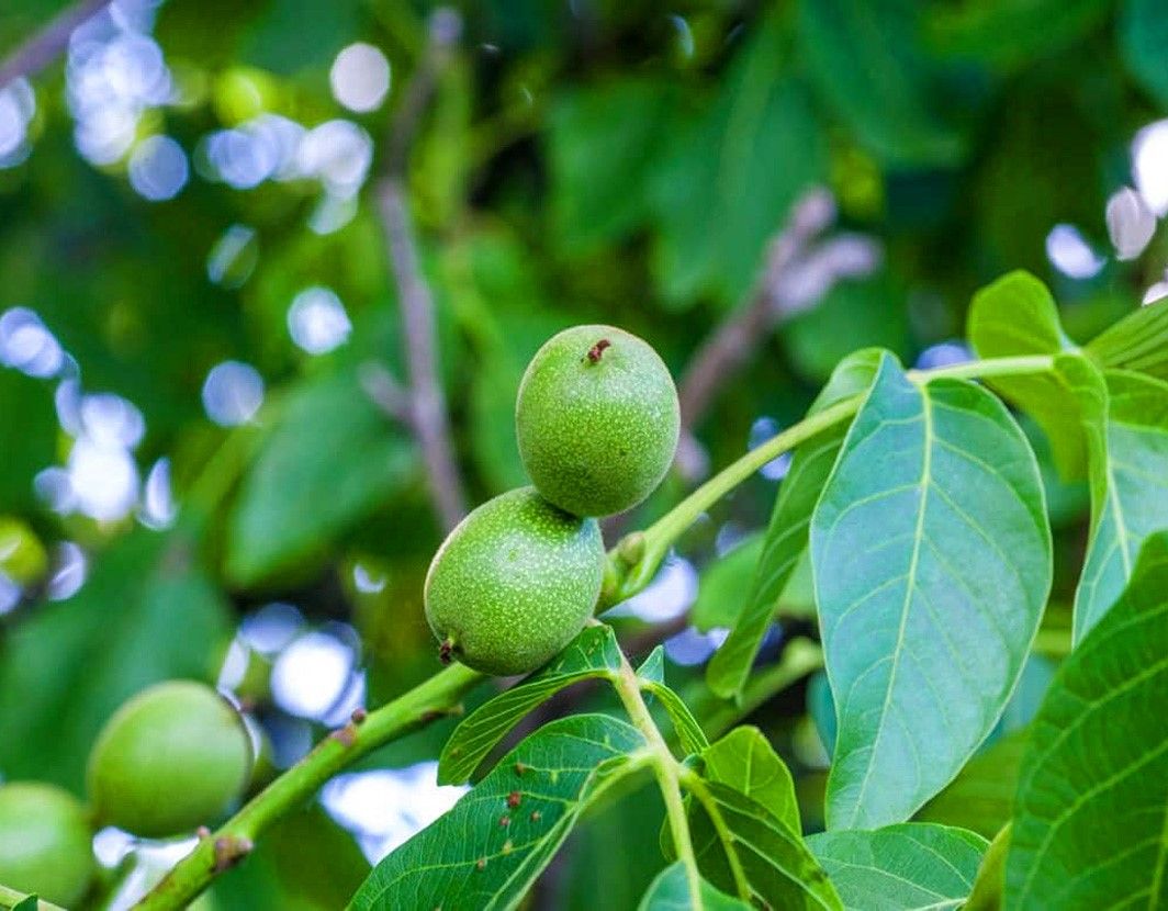 انواع نهال های گردوی پیوندی