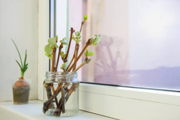 انواع قلمه زنی در درختان میوه