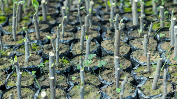 درختان میوه پرطرفدار و روش های قلمه زنی آنها