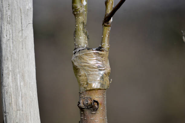 آموزش گام به گام قلمه زنی درختان میوه در بهار
