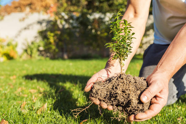 سازگاری اقلیمی و شرایط خاک منطقه