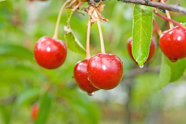 مزایا و معایب نهال آلبالو پیوندی