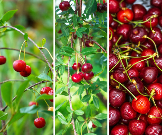 انواع روش های تکثیر درخت آلبالو