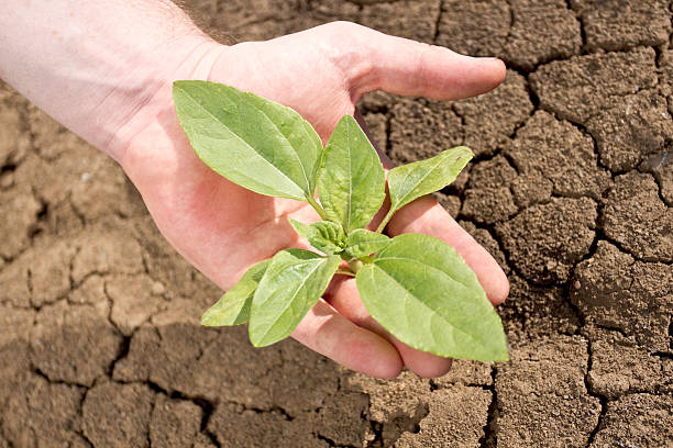 اهمیت نهال های مقاوم در برابر تغییرات اقلیمی