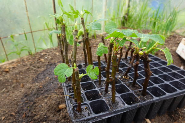 مراقبت و نگهداری از قلمه ها پس از کاشت