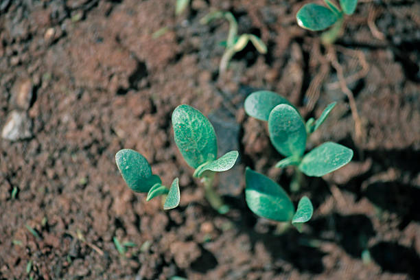 نقش نهال های مقاوم در توسعه پایدار