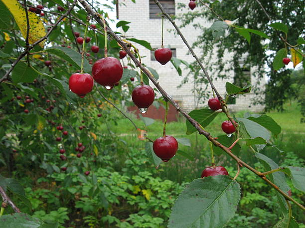 انتخاب بهترین نوع نهال آلبالو برای باغ شما