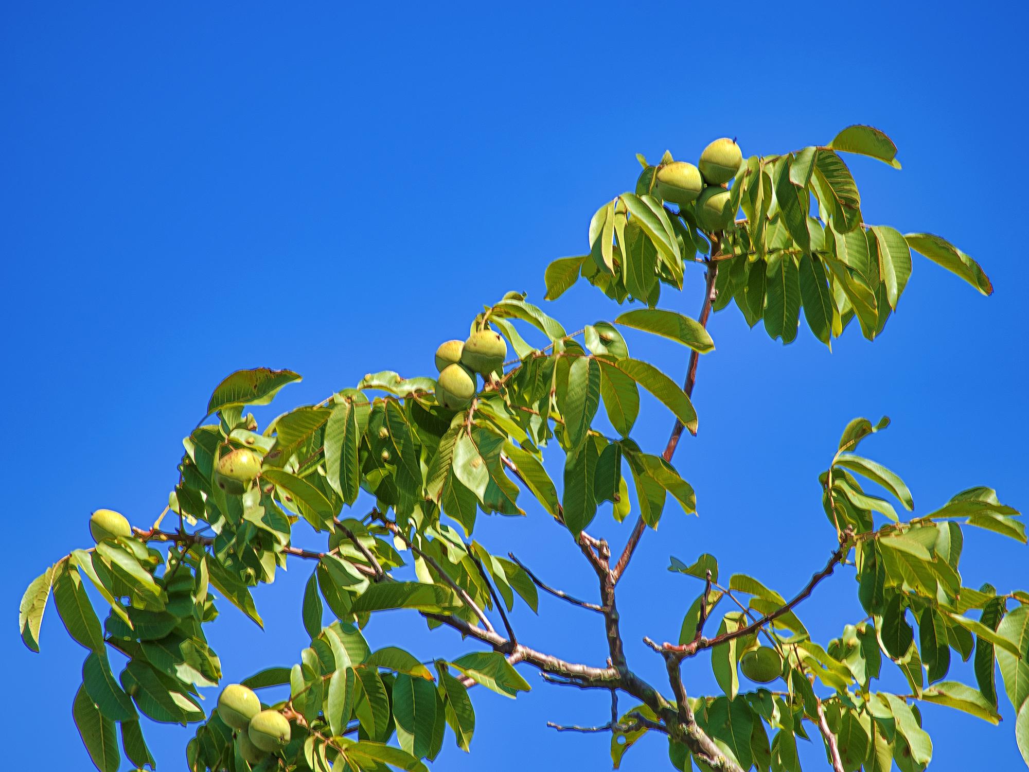 خرید بهترین نهال گردو