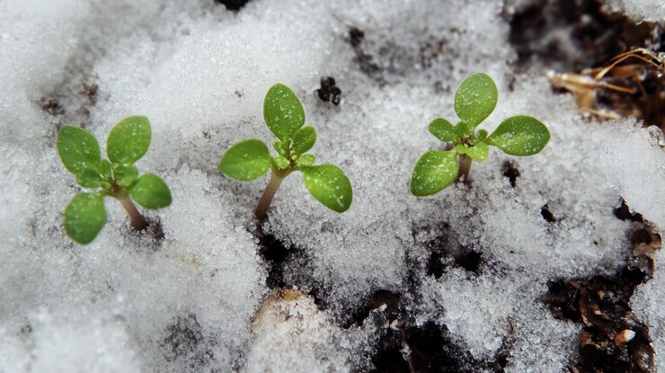 بهترین زمان کاشت نهال میوه در مناطق سردسیری ایران