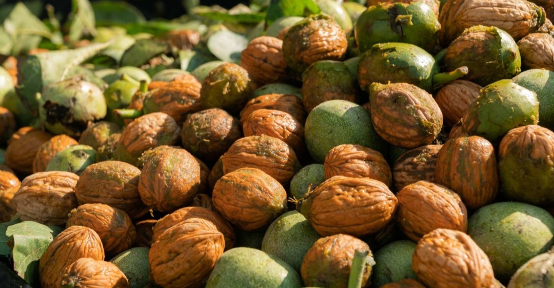 ویژگی پربارترین ارقام نهال گردو