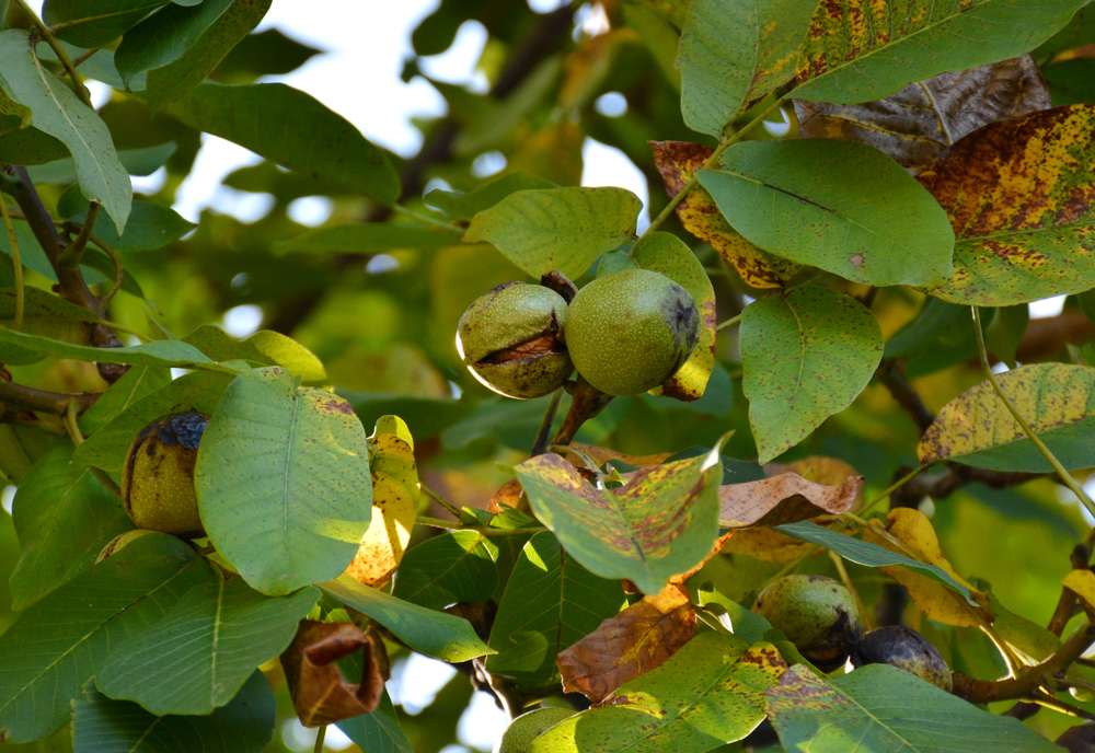 بیماری های رایج نهال گردو و روش های درمان آن ها