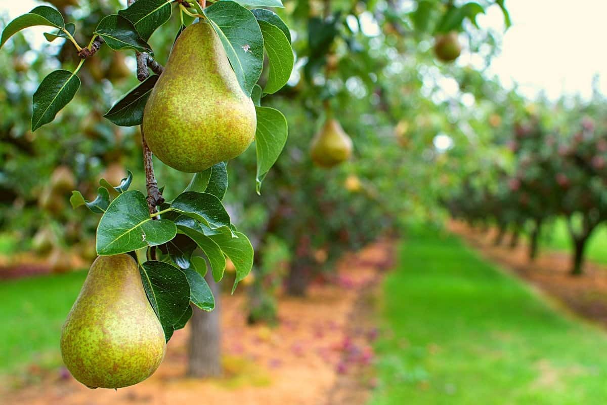 خرید نهال گلابی