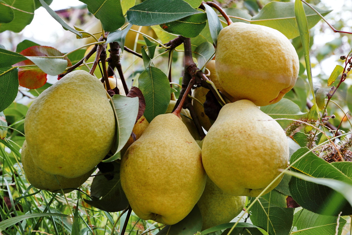 انواع نهال گلابی