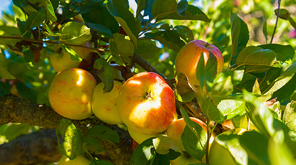 بهترین نهال سیب برای مناطق مختلف ایران