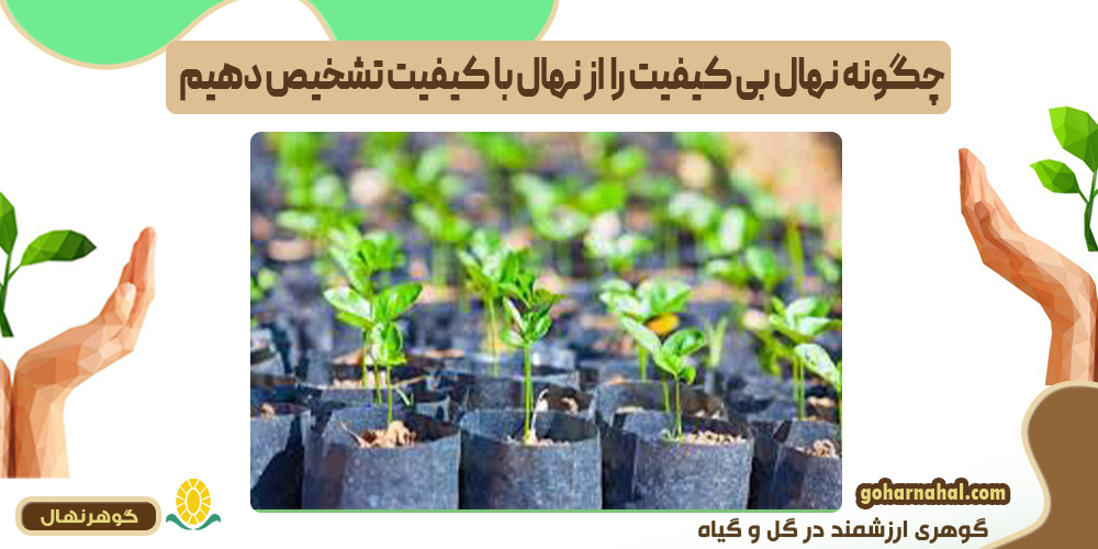 چگونه نهال های بی کیفیت را از نهال های با کیفیت تشخیص دهیم