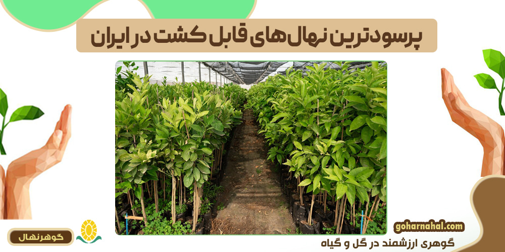 پرسودترین نهال‌های قابل کشت در ایران