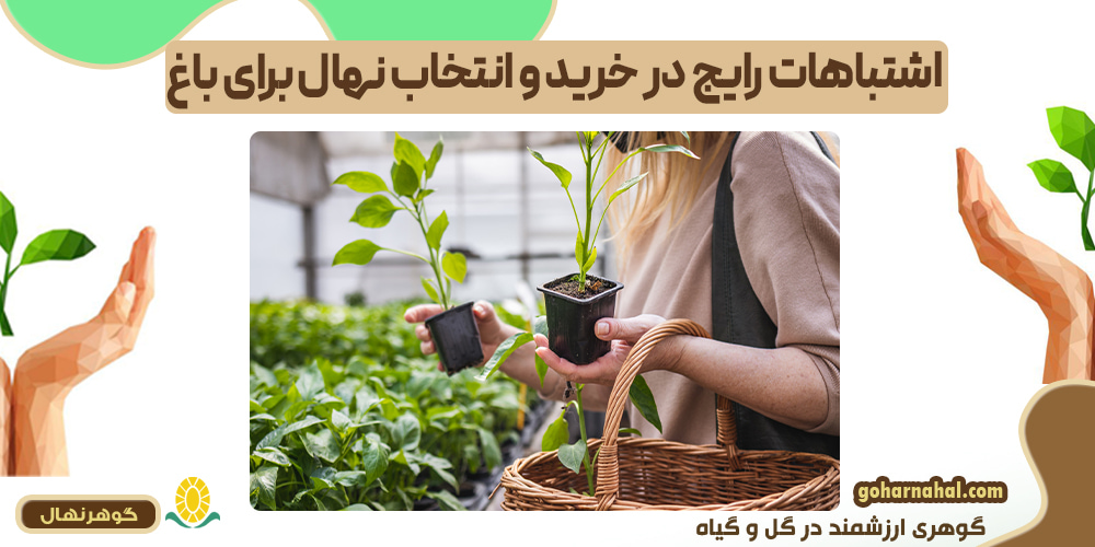 اشتباهات رایج در خرید و انتخاب نهال برای باغ