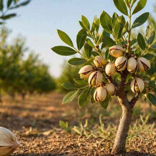 بهترین رقم نهال پسته برای کاشت | مقایسه ۸ رقم پرمحصول