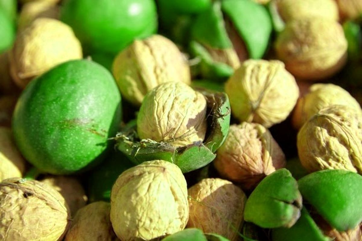 نهال گردو ژنوتیپ 7 گوهرنهال