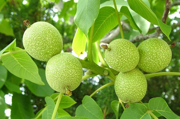 نهال گردو پدرو؛ رقم دیرگل، مقاوم و اقتصادی