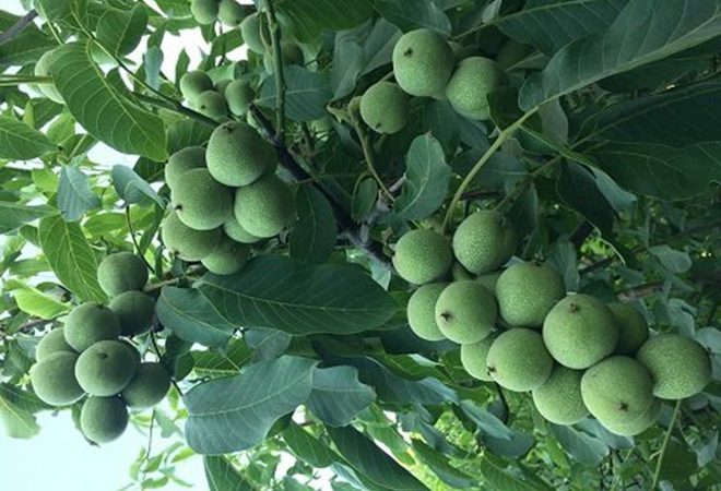 نهال گردو بذر خوشه‌ای