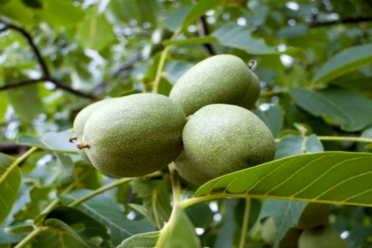 نهال گردو مراغه ژنوتیپ