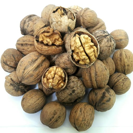 نهال گردو کاغذی