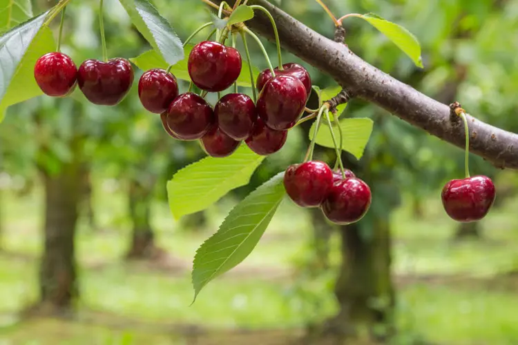 نهال آلبالو محلی