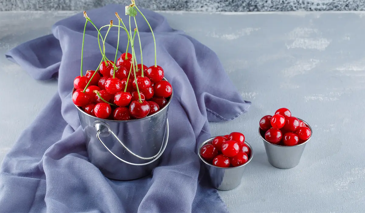 نهال آلبالو مجاری پیش‌ رس