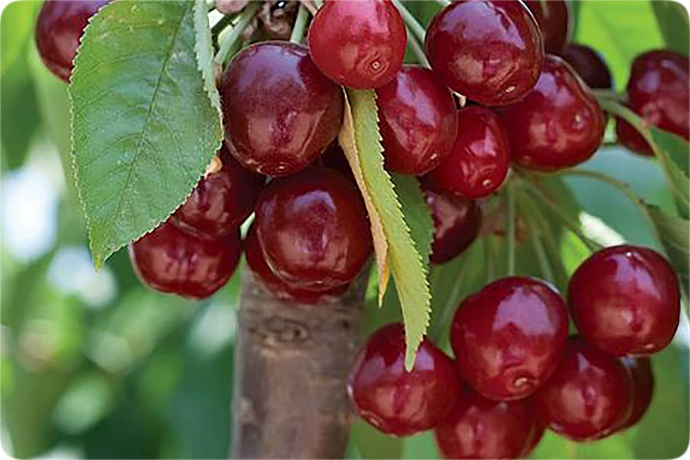 نهال آلبالو بوترمو