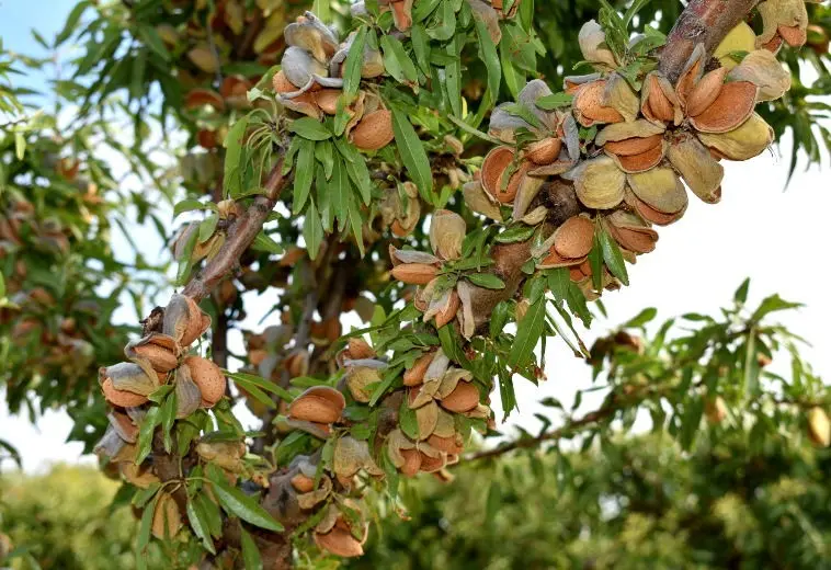 نهال بادام فرانیس دیرگل