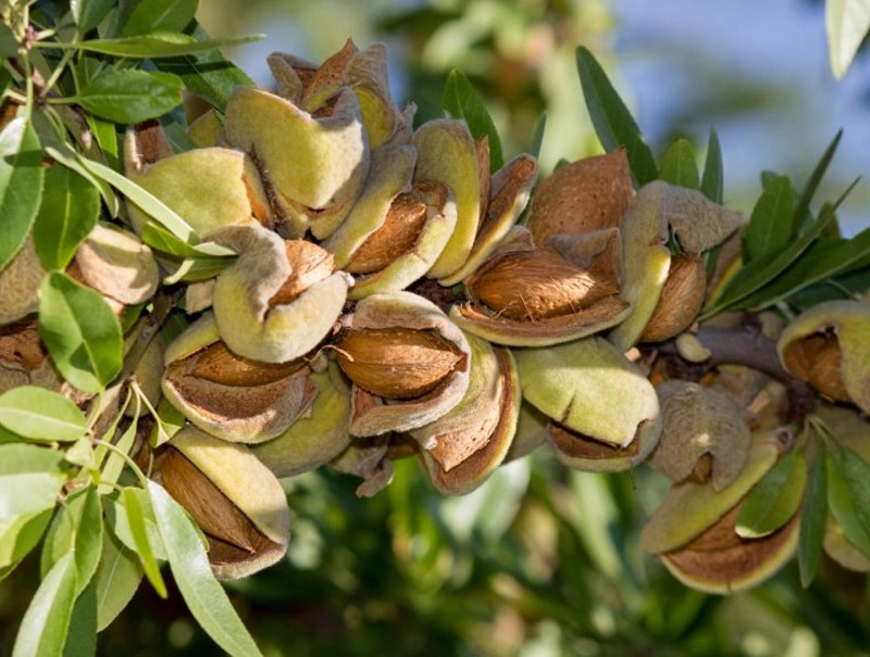 نهال بادام شکوفه